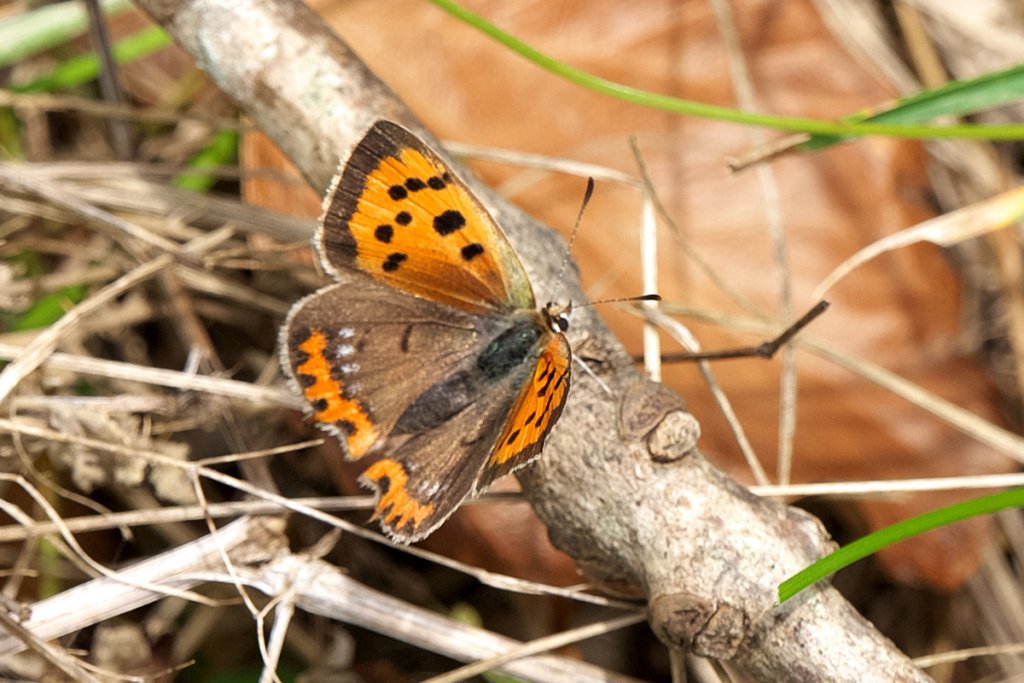 Orange Butterfly 2.jpg