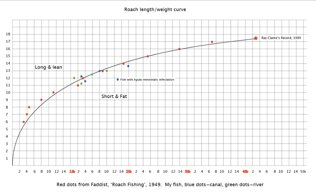 Roach Length to Weight Scale | FishingMagic Forums - sponsored by ...