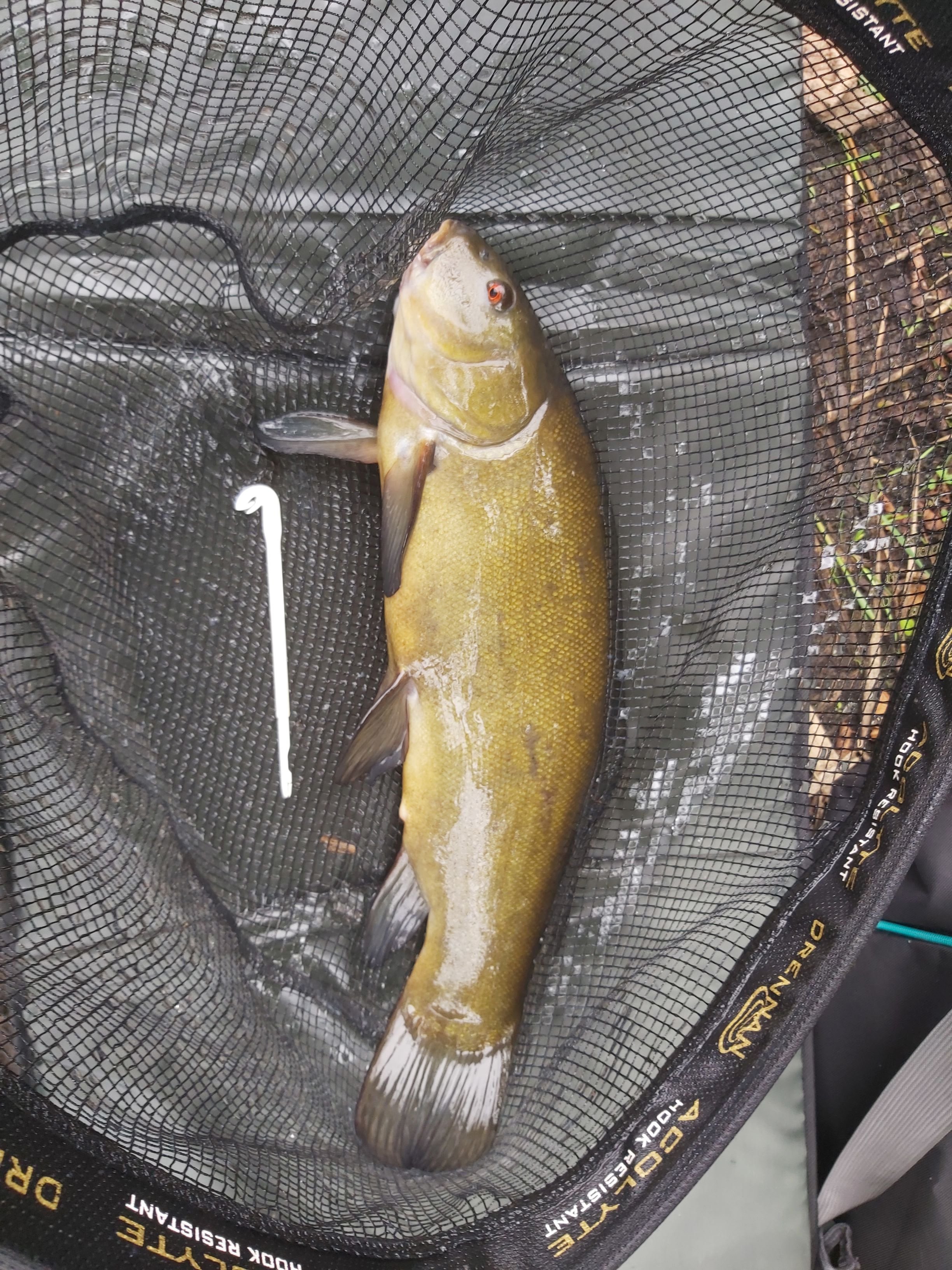 Road side Tench 23 08 02.jpg