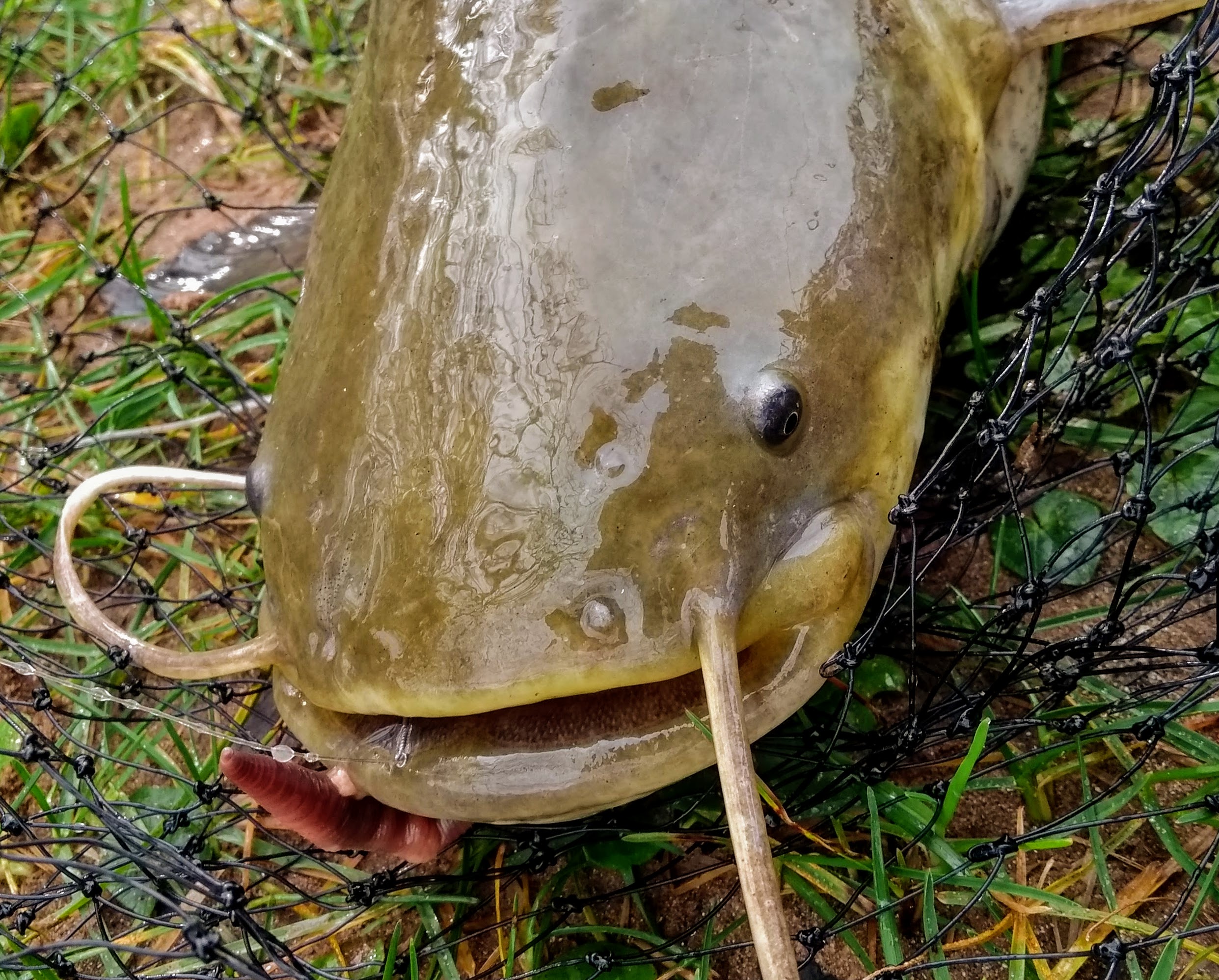 Silure head Cenevieres.jpg