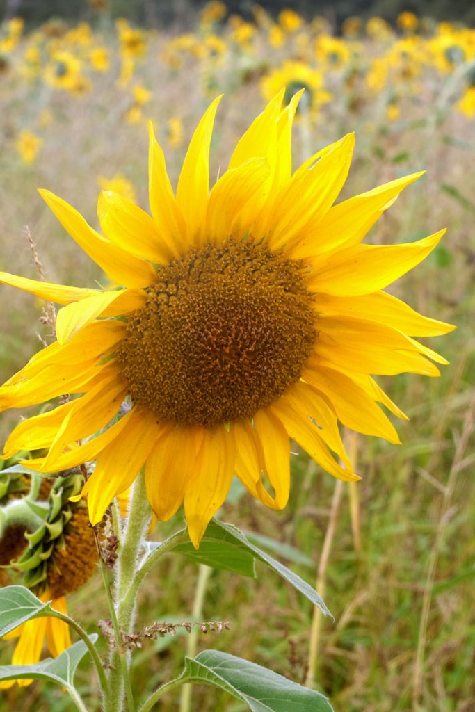 Small Sunflower CRX Cropped PTF.jpg