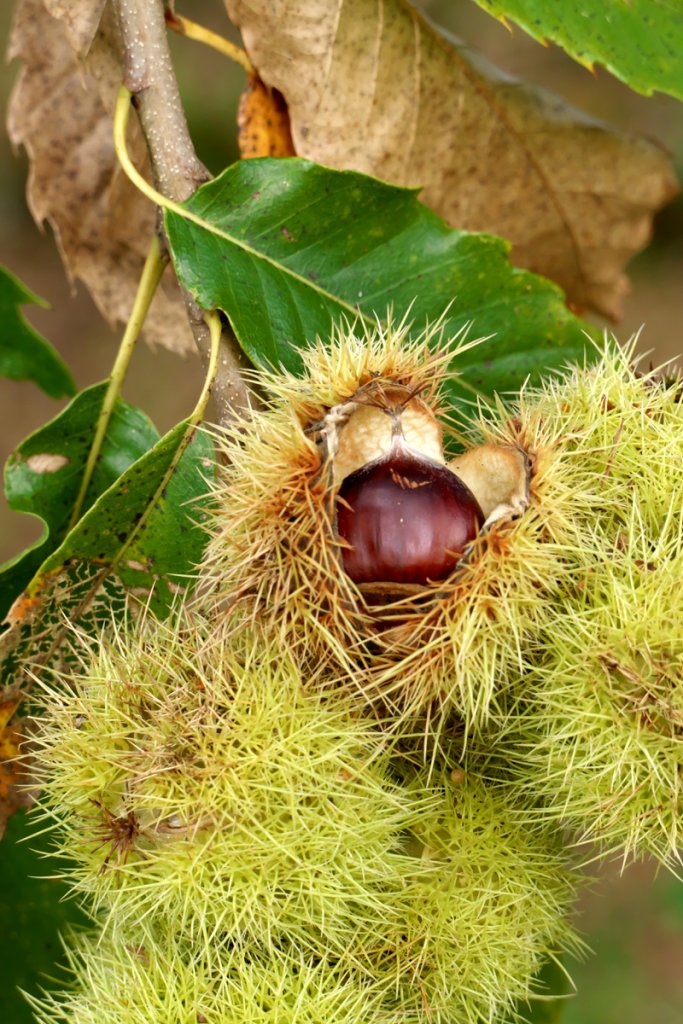 Sweet Chestnut in Shell.jpg