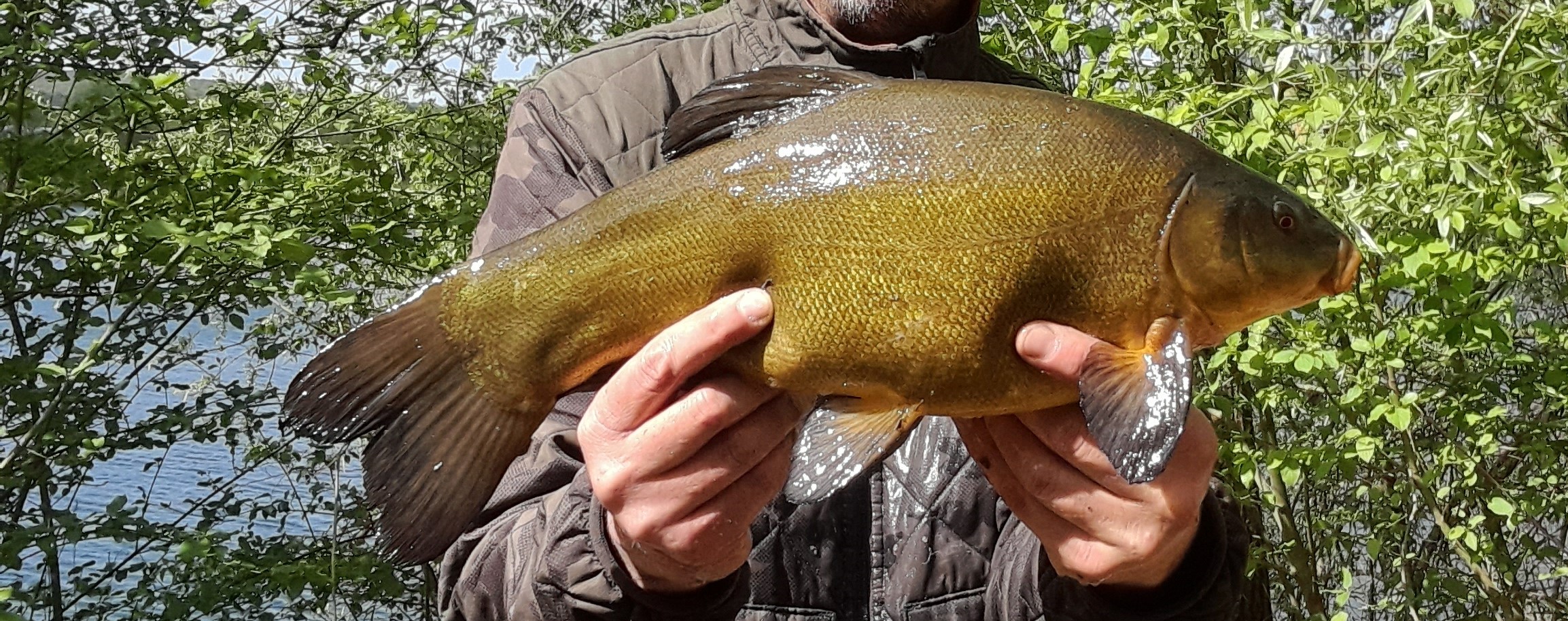 tench1 .jpg