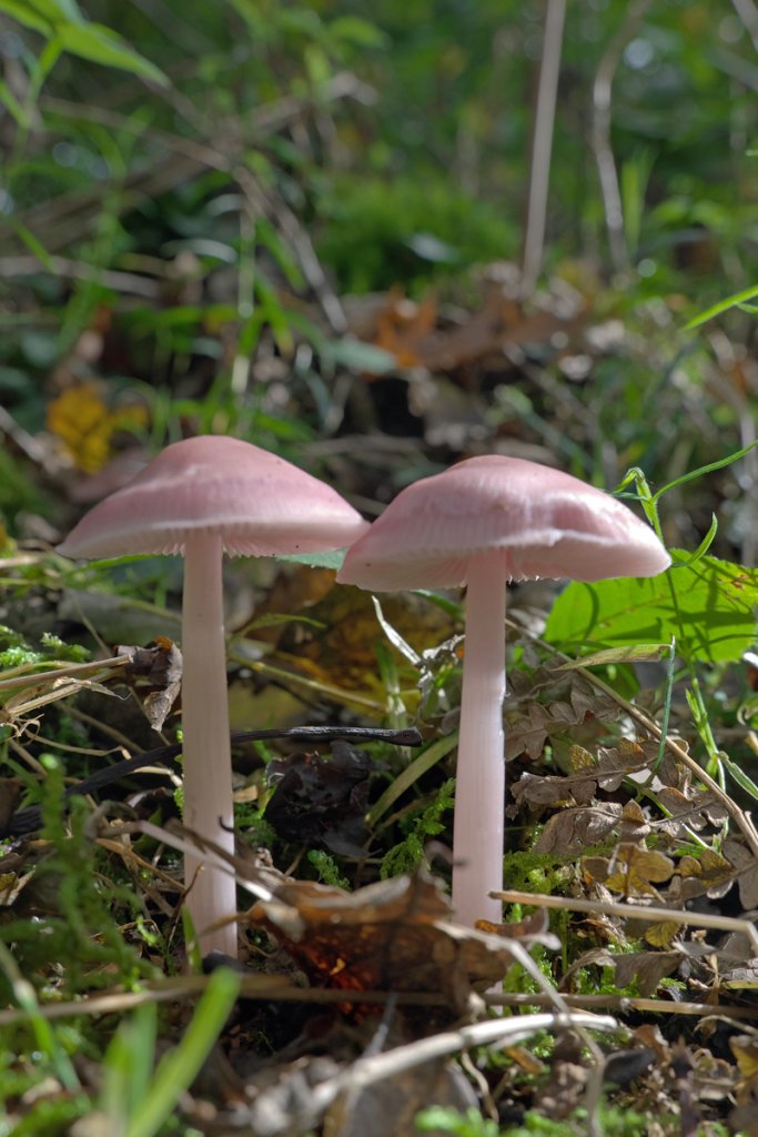 Two Pink  Funghi-1.jpg