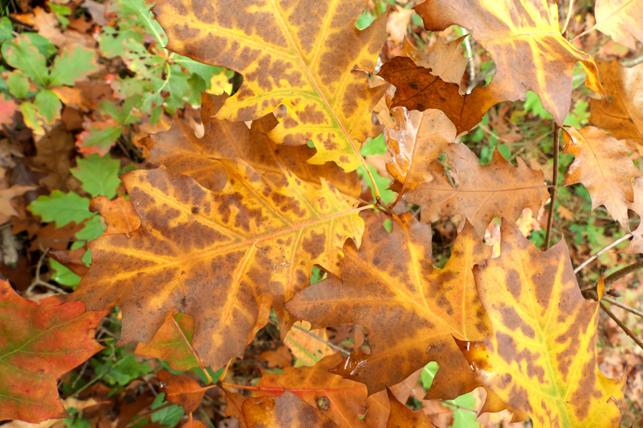 Yellow Veined Leaves.jpg