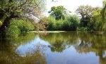 Newby Pond in May.jpg