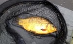 Crucian_20180418_small.jpg