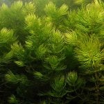 hornwort.jpg