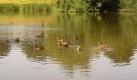 CM_Mallards_20180706_110827_sml.jpg