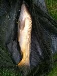 Carp 7lb.jpg