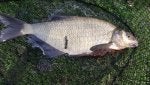 Bream 3lb 8oz Bleakhills.jpg