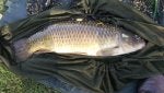 Carp 8lb 4oz Bleakhills.jpg