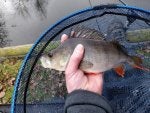 Perch 19 01 06.jpg