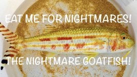 Nightmare Goatfish.jpg