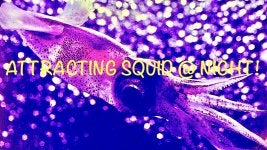 Attracting Squid-Pic.jpg