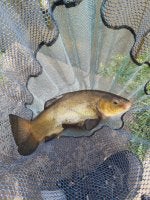 17 04 22 Tench 2.2lb.jpg