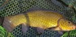 tench (600 x 290).jpg