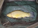 230419 tench 3lb10oz.jpg