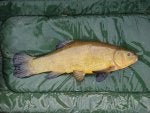 230419 tench 3lb15oz.jpg