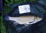 4-12 chub DSC00060.jpg