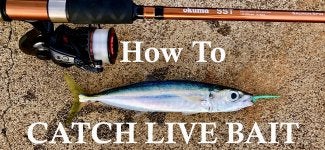 Cover-How To Catch Live Bait!.jpg