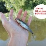 Liars_Gudgeon_105657661