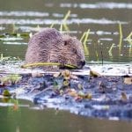 Beavers are back