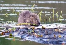 Beavers are back