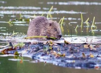 Beavers are back