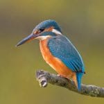 kingfisher_593296368