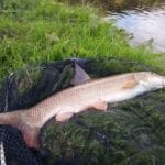 7lb barbel