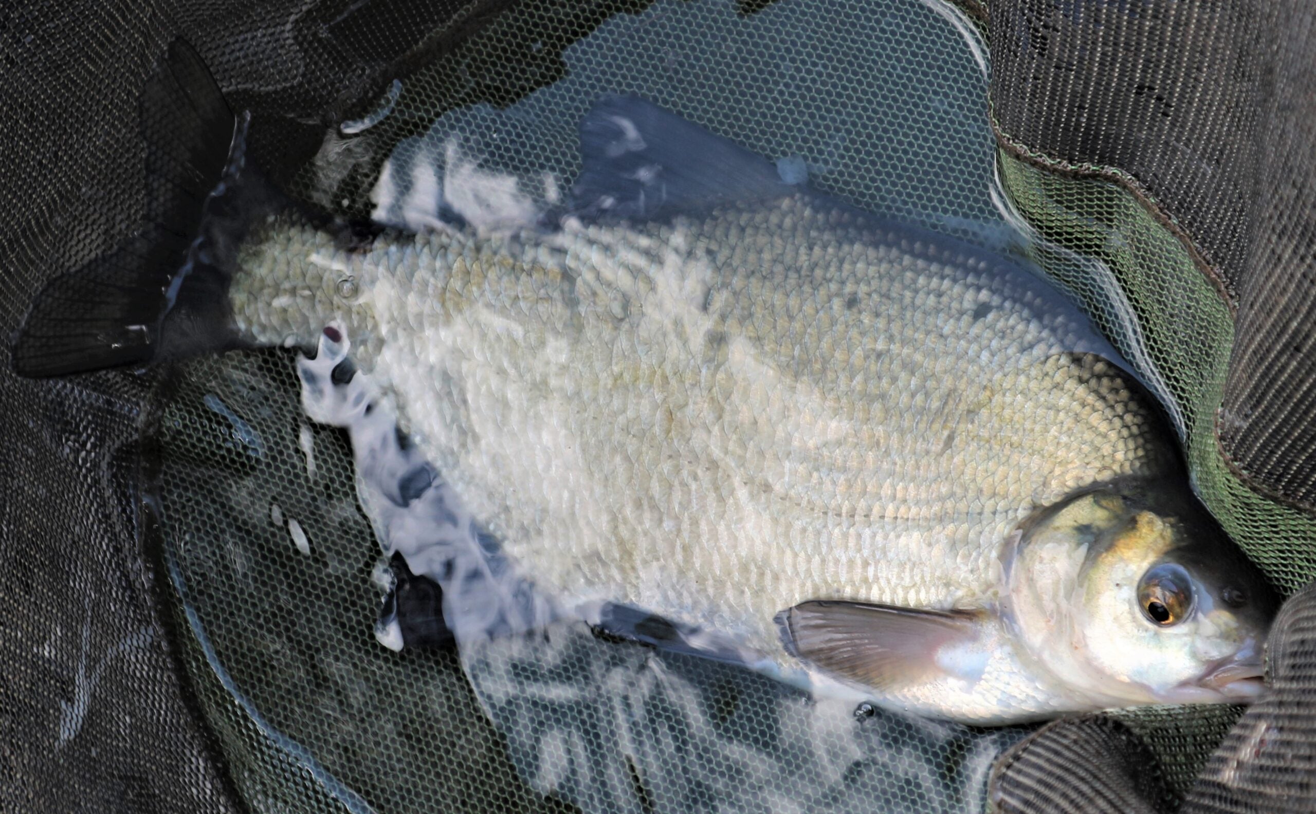 Silvers on the waggler